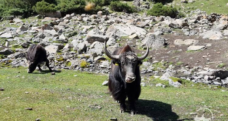 Trekking dans les montagnes du Pamir Alay (8 jours) - Central Asia Travel LP  2