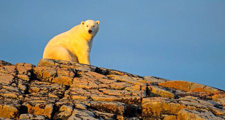 Ultimate Greenland, Hudson Bay & North Canada’s Wildlife - Scenic Luxury Cruises & Tours 3
