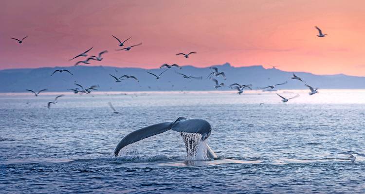 Ultimate Iceland to Canada: Wildlife & Glaciers - Scenic Luxury Cruises & Tours 3
