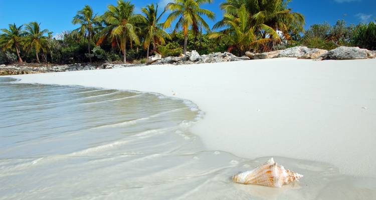 Playa tropical con palmeras y una caracola en la arena.