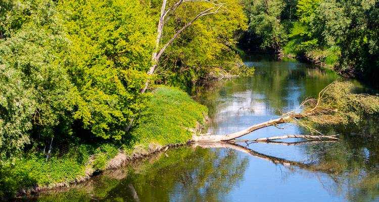 Un tranquilo entorno fluvial con vegetación exuberante y un árbol caído.