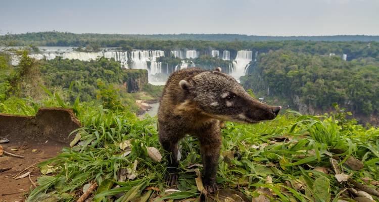 Un coatí en primer plano con las Cataratas del Iguazú en el fondo.