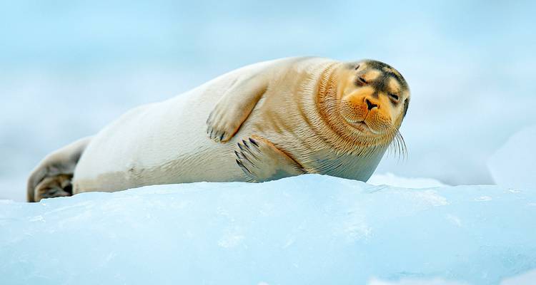 Fjords norvégiens, faune et flore du Svalbard et de l'Arctique - Scenic Luxury Cruises & Tours 1