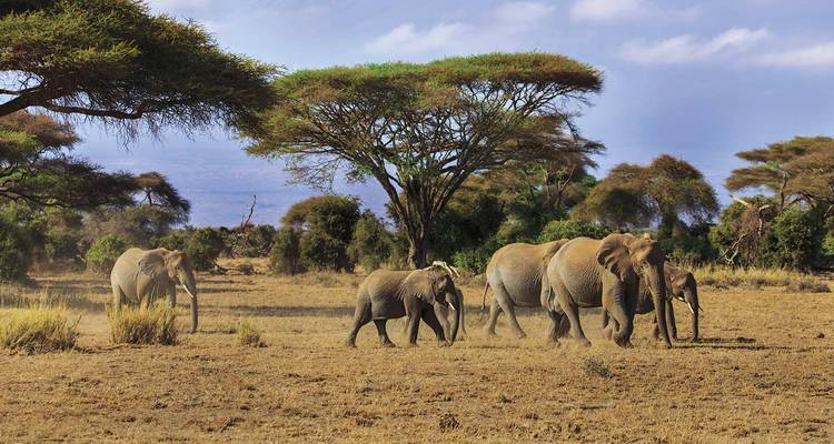 Aventura en África Oriental 2025-2026 - Scenic Luxury Cruises & Tours 4