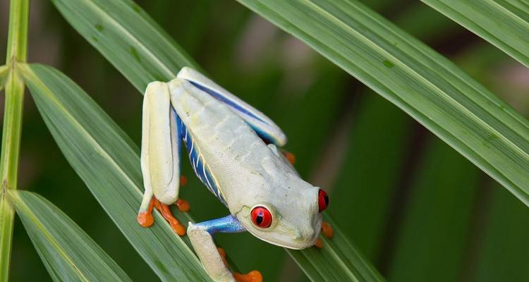 9-Day Costa Rica Wildlife Adventure: Volcanoes, Cloud Forests, and Pacific Coast - Across Caribbean Excursions  1