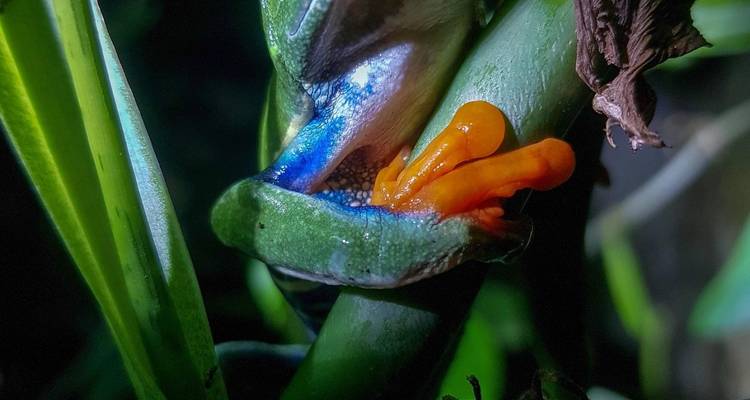 9-Day Costa Rica Wildlife Adventure: Volcanoes, Cloud Forests, and Pacific Coast - Across Caribbean Excursions  2