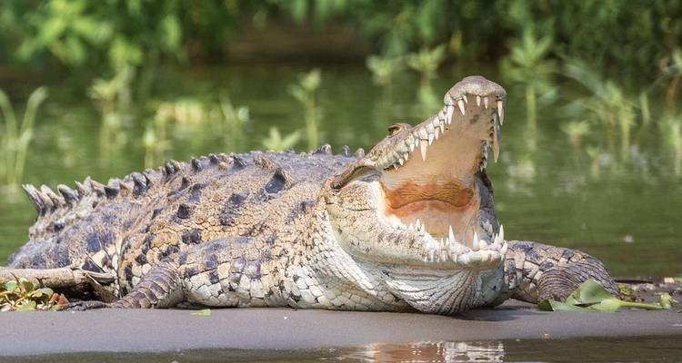 9-Day Costa Rica Wildlife Adventure: Volcanoes, Cloud Forests, and Pacific Coast - Across Caribbean Excursions  6