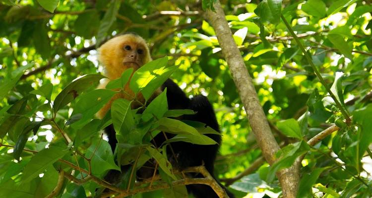 9-Day Costa Rica Wildlife Adventure: Volcanoes, Cloud Forests, and Pacific Coast - Across Caribbean Excursions  7