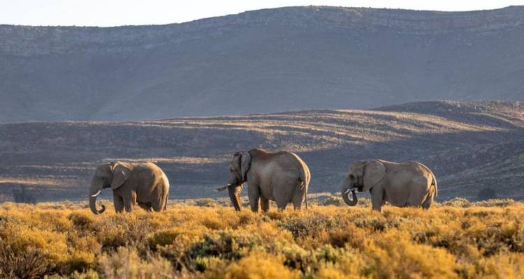 1 Día - Safari Aquila en Cuatrimoto con los Cinco Grandes cerca de Ciudad del Cabo - Knap Tours Limited 8