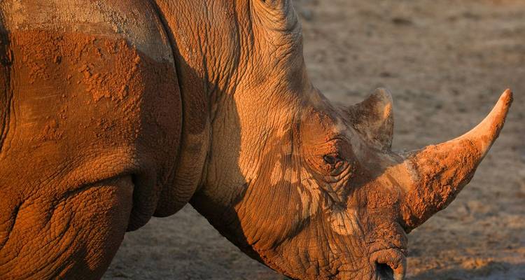 1 Día - Safari en la Reserva de Caza Dinokeng, cerca de Johannesburgo - Knap Tours Limited 3