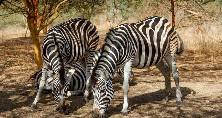 1 Día - Safari en la Reserva de Caza Dinokeng, cerca de Johannesburgo - Knap Tours Limited 4