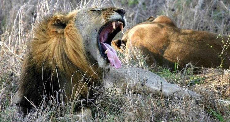 Serengeti Wildlife Experience - Pure African Expeditions 3