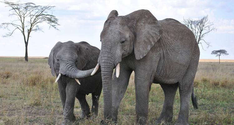 5-Days 4 Nights Lodge Safari Tarangire, Serengeti, Ngorongoro Crater & Lake Manyara - Authentic Africa 1