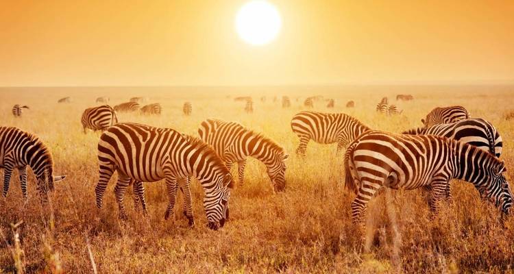 5-Days 4 Nights Lodge Safari Tarangire, Serengeti, Ngorongoro Crater & Lake Manyara - Authentic Africa 3