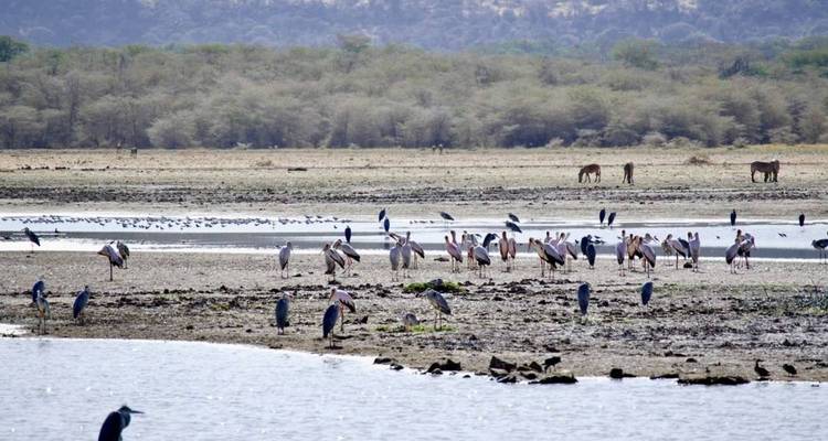 5- Days Private Mid-range safari to Africa leading National Parks - Pure African Expeditions 2