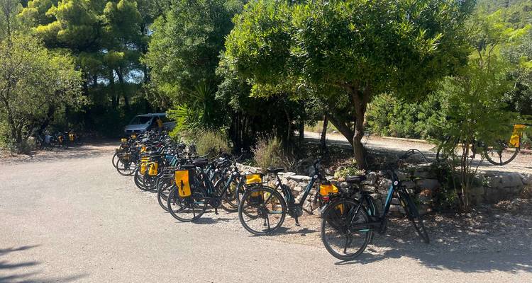Rangée de vélos garés dans une zone ombragée entourée d'arbres.