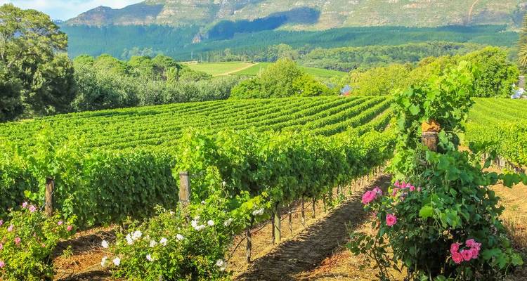 1 jour - Stellenbosch Wine & Cheese Tour - Knap Tours Limited 10