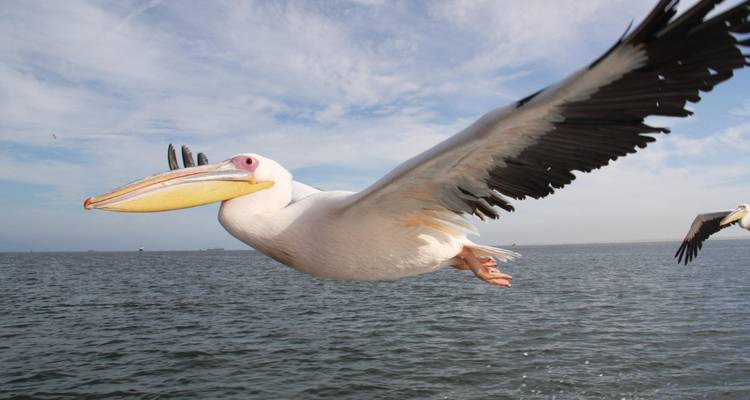 1 Día - Aventura Marina en Swakopmund y Walvis Bay - Knap Tours Limited 6
