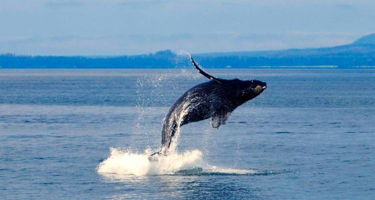 1 Día - Aventura Marina en Swakopmund y Walvis Bay - Knap Tours Limited 7