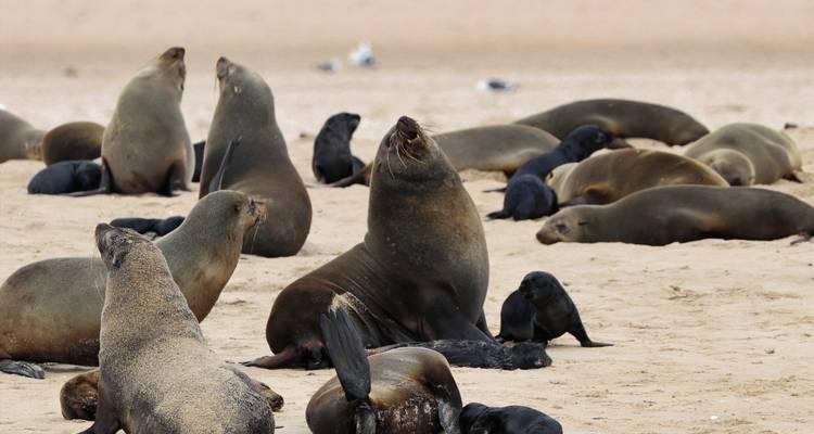 1 Día - Aventura Marina en Swakopmund y Walvis Bay - Knap Tours Limited 8