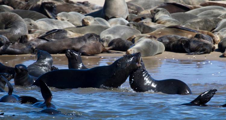 1 Día - Aventura Marina en Swakopmund y Walvis Bay - Knap Tours Limited 9