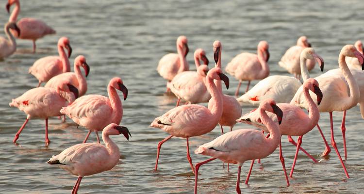 1 Día - Aventura Marina en Swakopmund y Walvis Bay - Knap Tours Limited 10