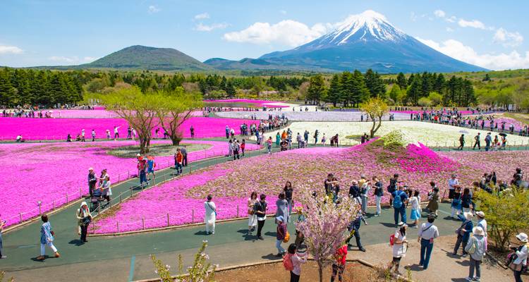 Mensen die door kleurrijke bloemenvelden lopen met Mount Fuji op de achtergrond.
