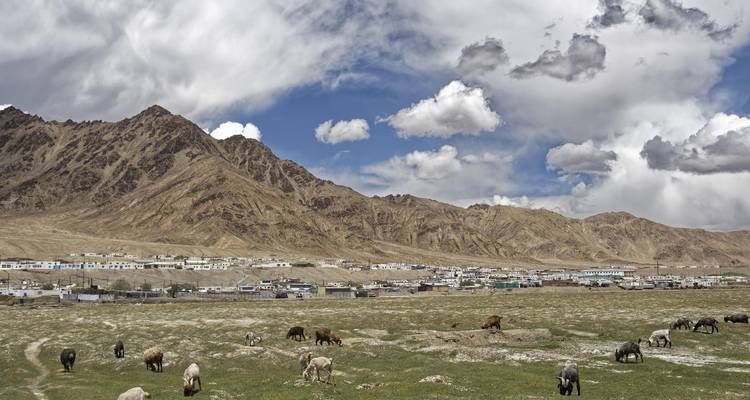 Landscape with grazing animals and mountainous backdrop.