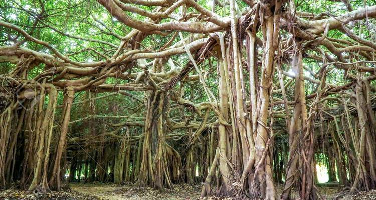 Circuit de 8 jours à la découverte de la Thaïlande cachée : Khao Yai, Isan et les villages du Mékong - Open Asia Travel  10