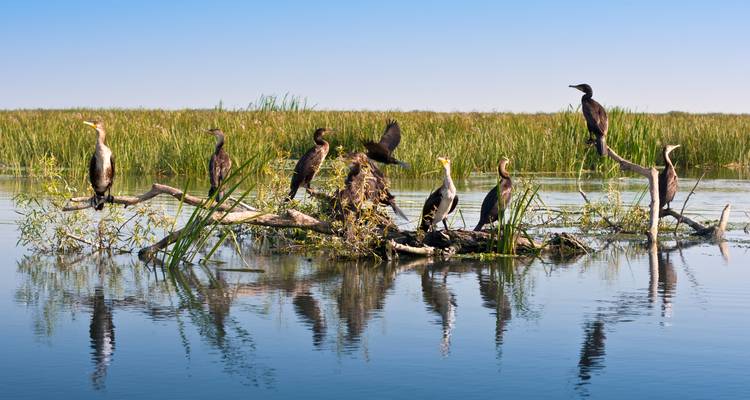 Des oiseaux se reposant sur du bois flotté dans une zone humide.