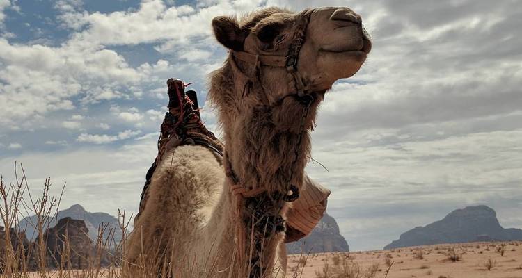 Chameau debout dans le désert avec des montagnes en arrière-plan.