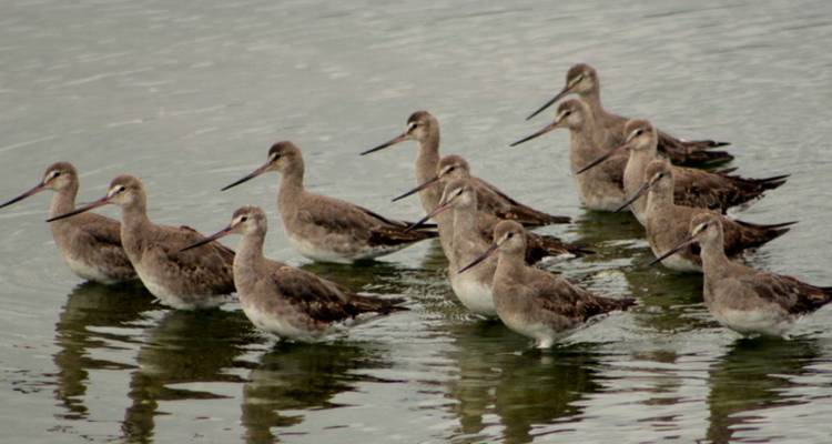 Isla de Chiloé, observación de aves y cultura indígena en 5 días - Signature DMC 7
