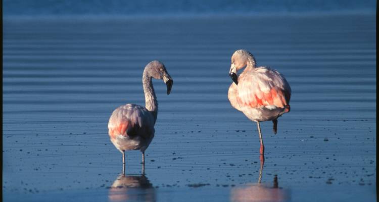 Isla de Chiloé, observación de aves y cultura indígena en 5 días - Signature DMC 8