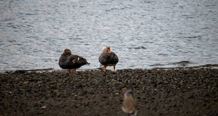 Isla de Chiloé, observación de aves y cultura indígena en 5 días - Signature DMC 10