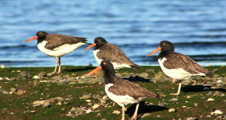 Isla de Chiloé, observación de aves y cultura indígena en 5 días - Signature DMC 9