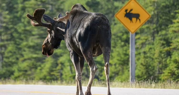 Canada Goes Wild: Nova Scotia Road Trip to Falls & Skylines - journaway 1