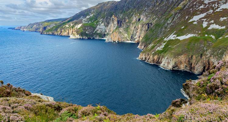 Dramatic sea cliffs plunge into deep blue water along a rugged coastline carpeted with heather.