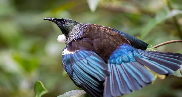 New Zealand Northern Trail (Northbound) (12 destinations) - Intrepid Travel 5