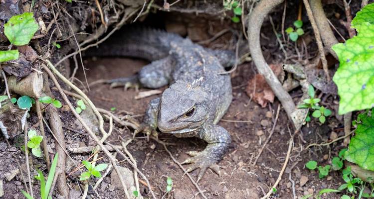 Nahaufnahme einer Brückenechse, die aus einem Bau zwischen Waldbodenblättern im Zealandia-Schutzgebiet hervorkommt.