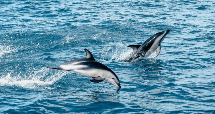 Aventure du sud au nord de la Nouvelle-Zélande (9 destinations) - Intrepid Travel 7