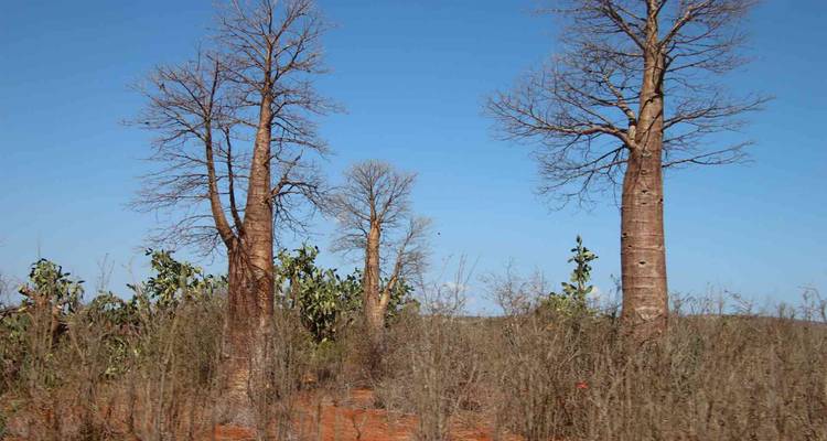 Discover Madagascar 2026 - Bunnik Tours 8