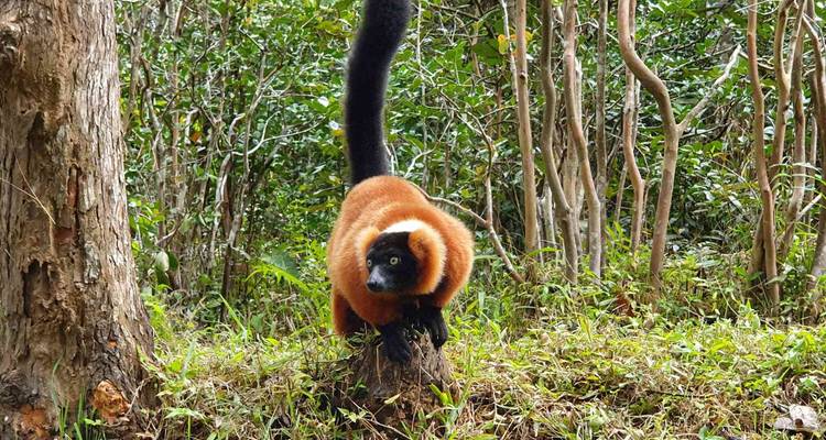 Discover Madagascar 2026 - Bunnik Tours 9