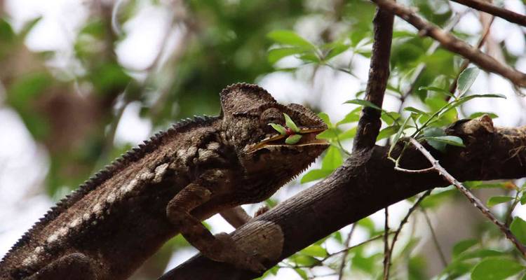 Discover Madagascar 2026 - Bunnik Tours 10