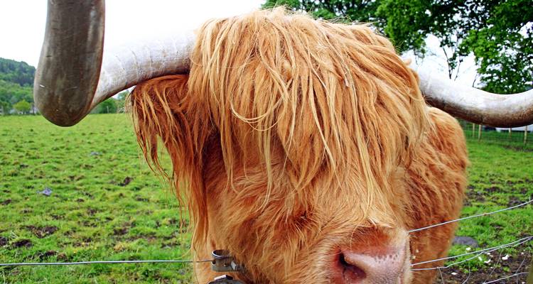 Portrait rapproché d'une vache Highland hirsute aux grandes cornes se tenant debout dans un pâturage verdoyant.