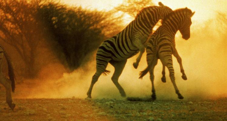 1 Día - Recorrido por la ciudad y safari por Windhoek - Knap Tours Limited 1