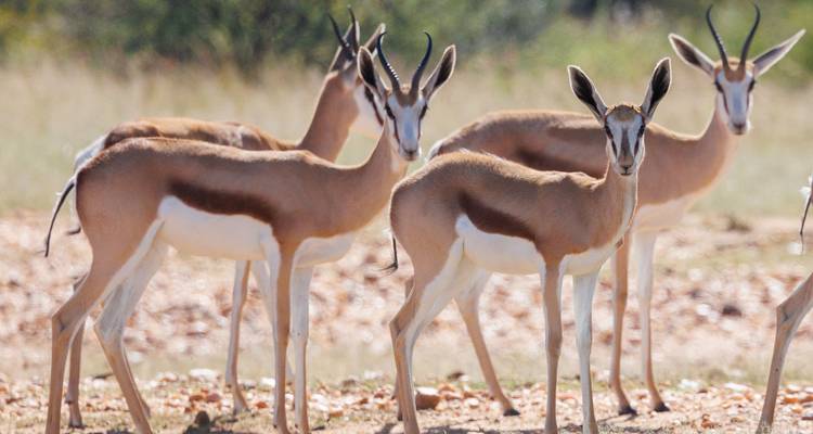 1 Día - Recorrido por la ciudad y safari por Windhoek - Knap Tours Limited 3