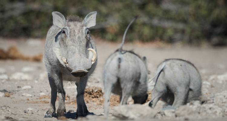 9 jours d'aventure privée à la plage au Swaziland et au Mozambique - T.S TOURS 2