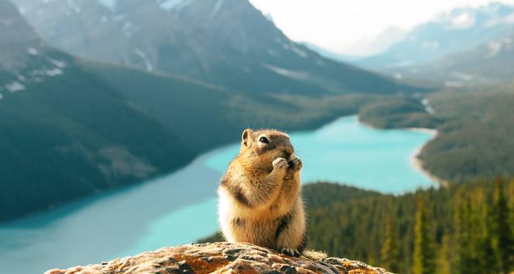 7-Day VIA Rail Rockies Tour from Calgary | Ultimate Railway Experience to the Canadian Rockies - Calgary Tours 10