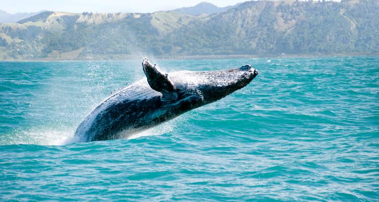 New Zealand Highlights Group Tour | ULTIMATE - Ultimate Travel 1