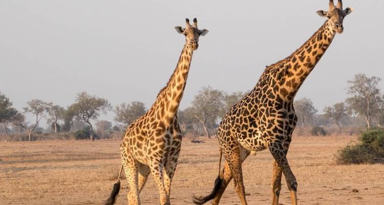 Authentic Zambian Culture & Wildlife on a Nanzhila Safari Tour 10 Days/09 Nights - Across Africa Tours & Travel 3